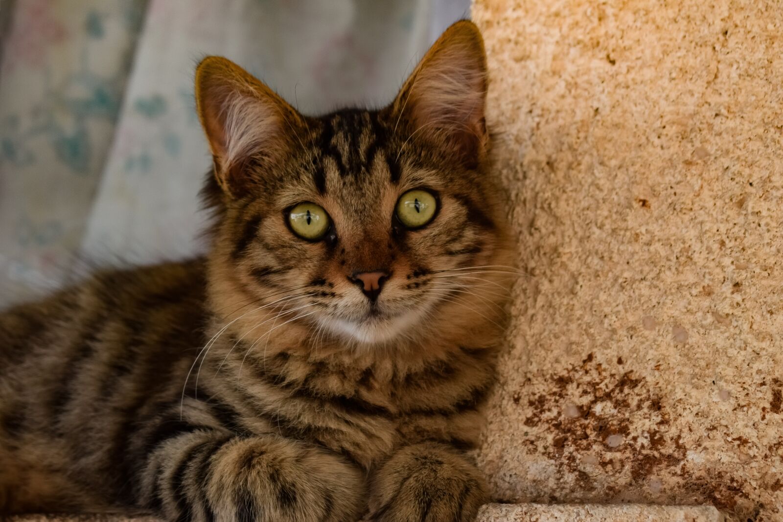 Nikon D3300 sample photo. Cat, stray, outdoors photography