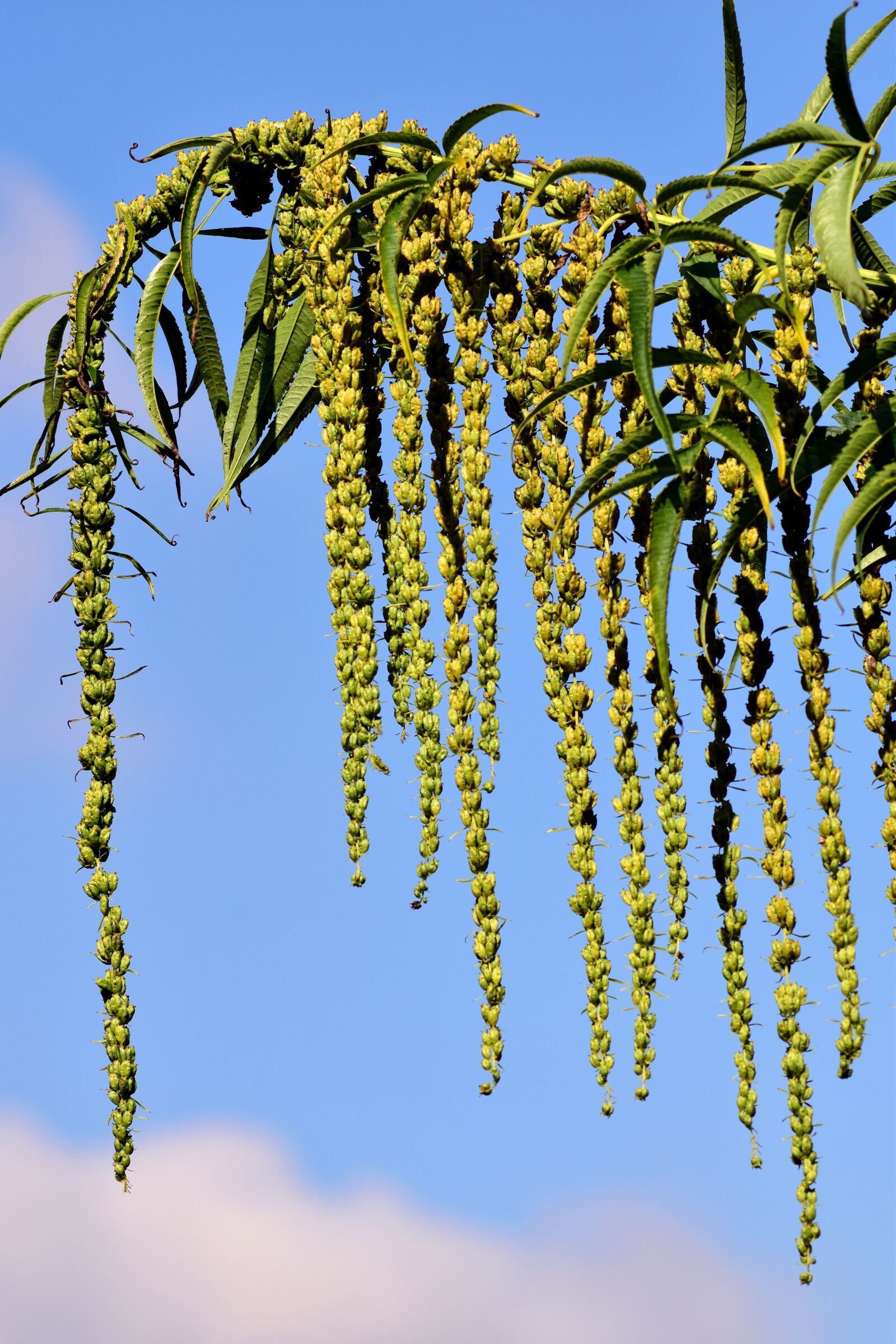 Nikon D3300 sample photo. Yellow hemp, datisca cannabina photography