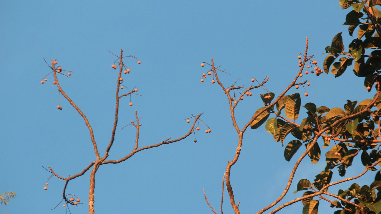 Canon EOS 600D (Rebel EOS T3i / EOS Kiss X5) sample photo. Nature, tree, sky photography