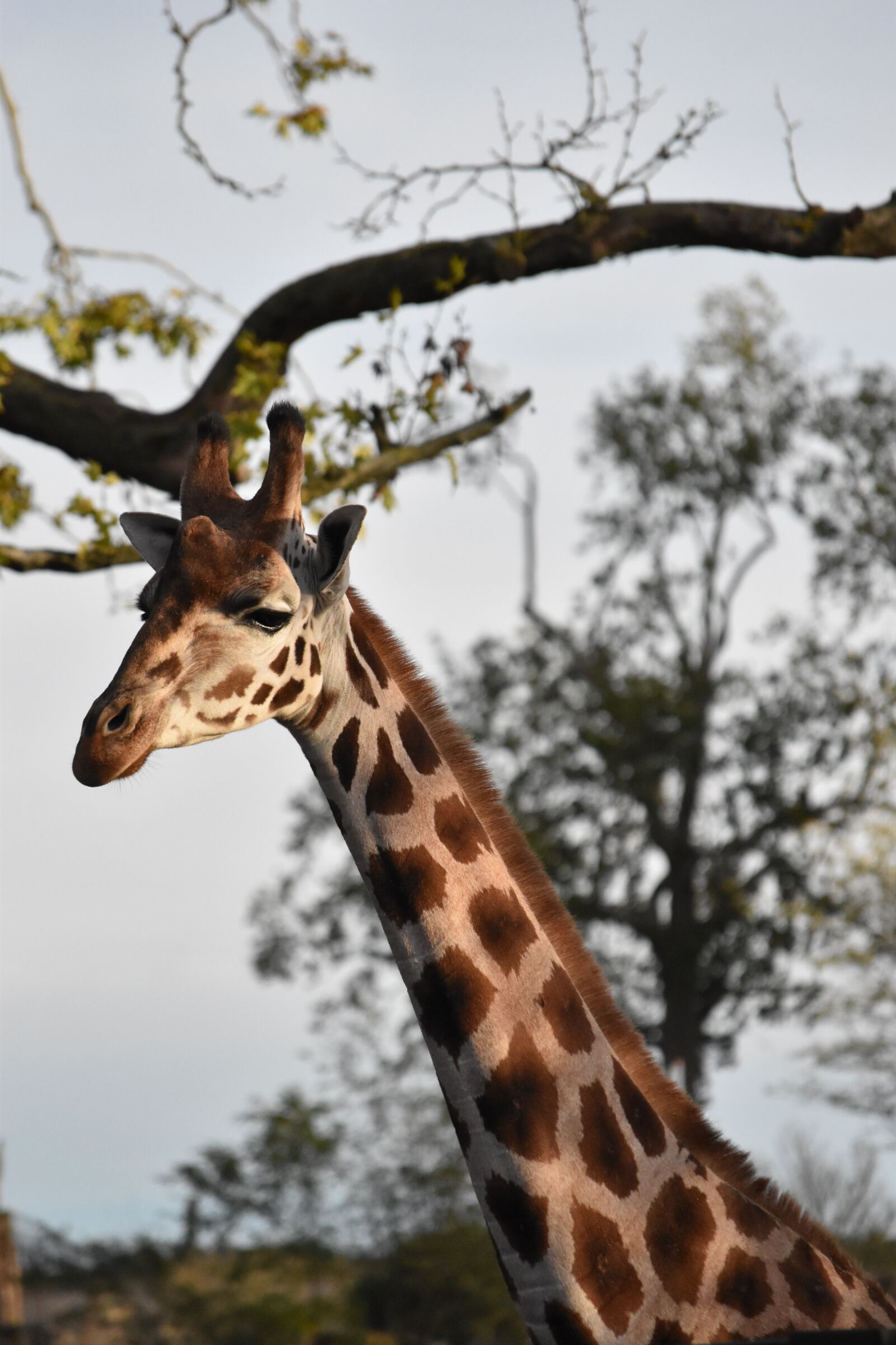 Nikon D5500 sample photo. Giraffe, great, height photography
