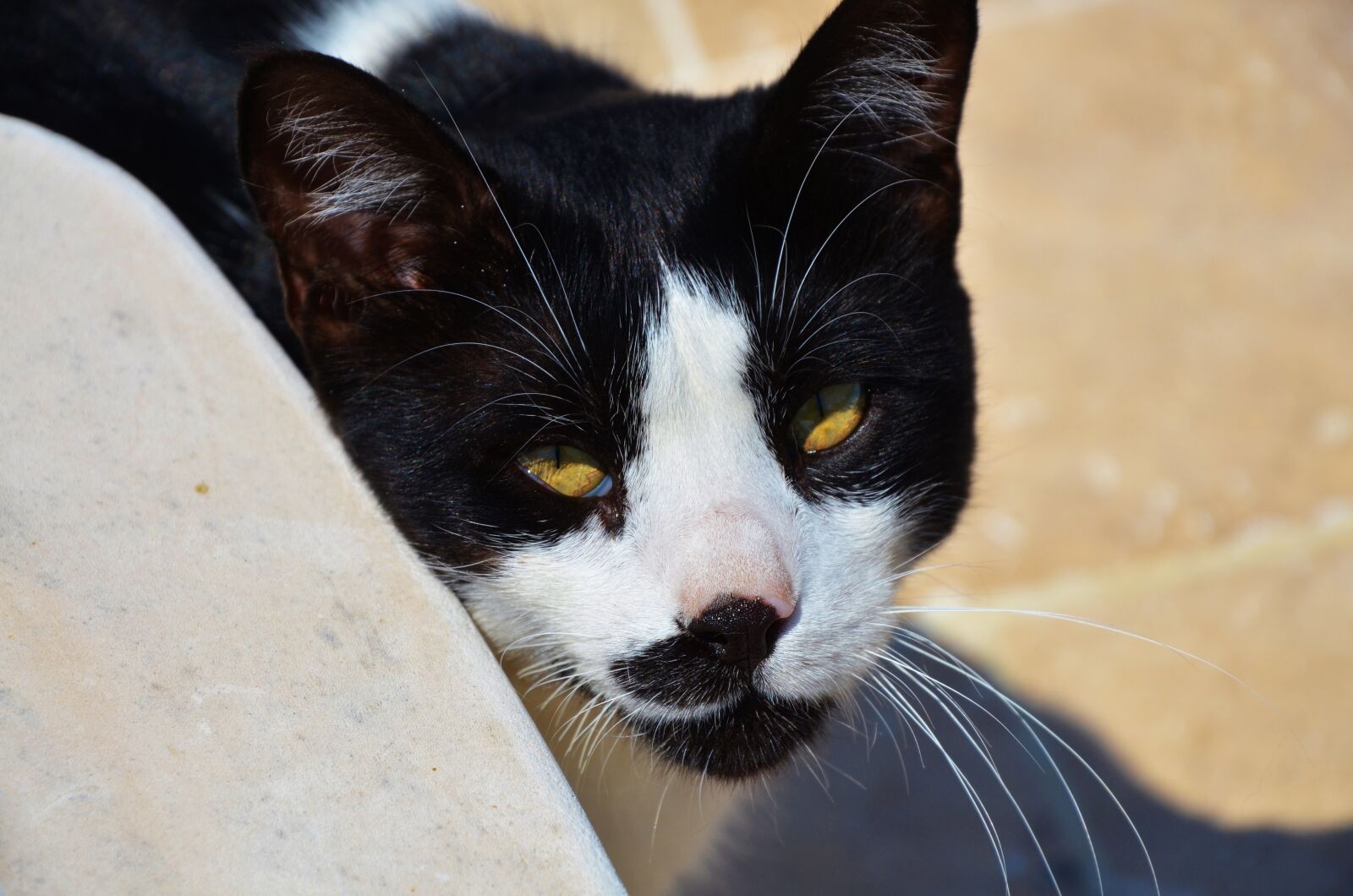 Nikon D7000 sample photo. Cat, animal, cute photography