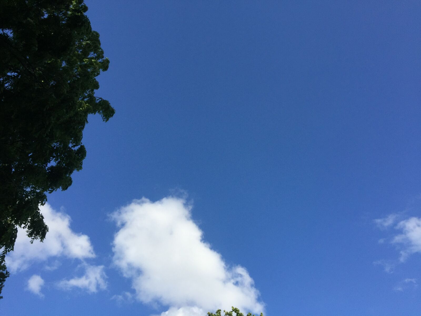 iPhone 6 back camera 4.15mm f/2.2 sample photo