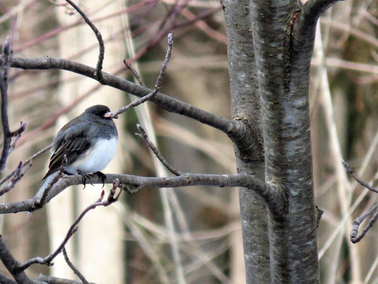 Canon PowerShot SX700 HS sample photo. Junco, snowbird, dark-eyed photography