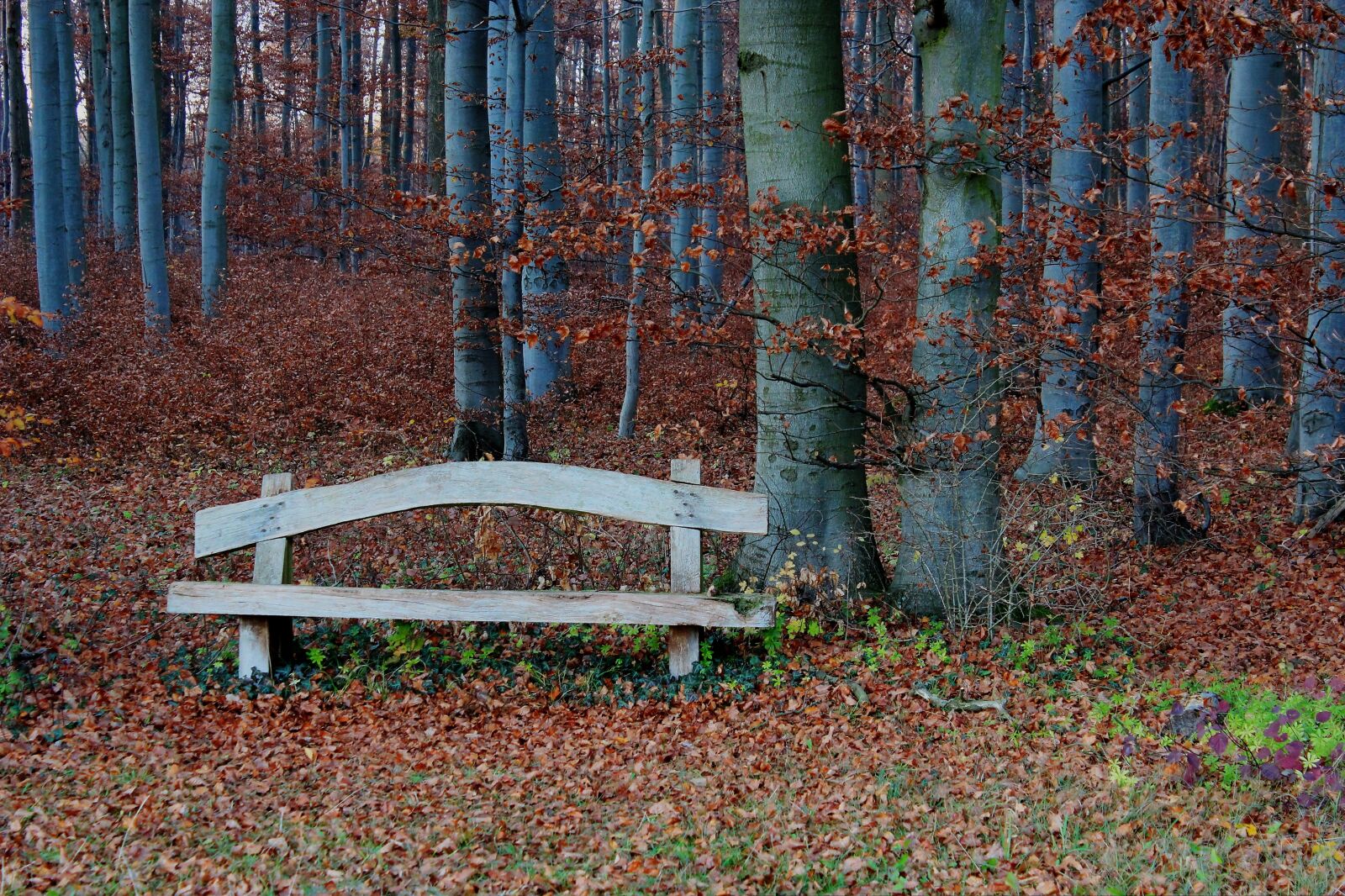 Canon EOS 550D (EOS Rebel T2i / EOS Kiss X4) sample photo. Forest, bank, rest photography
