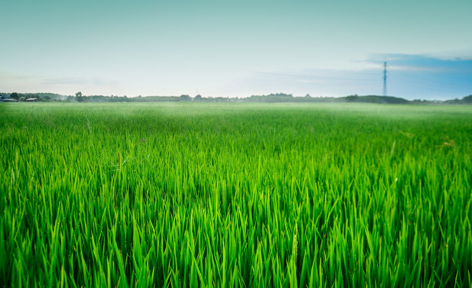 Nikon D5100 sample photo. Field, silk, rice photography