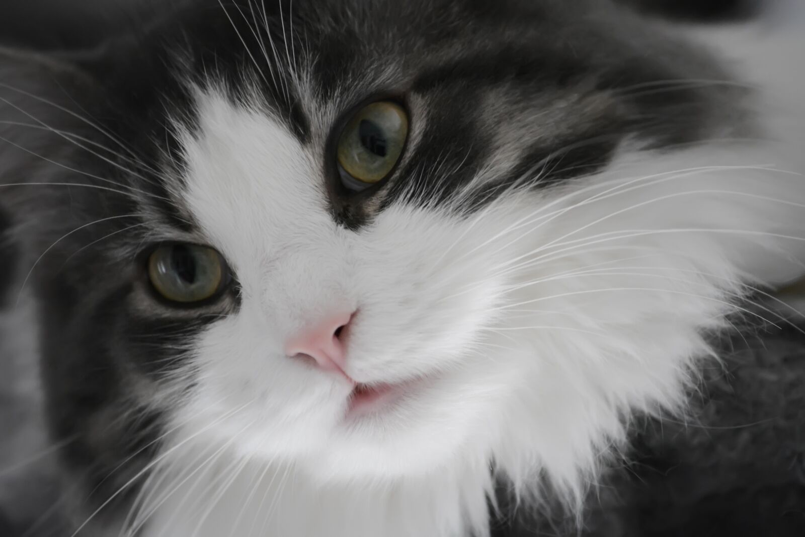 Nikon D5200 sample photo. Anneli, cat, kitten photography