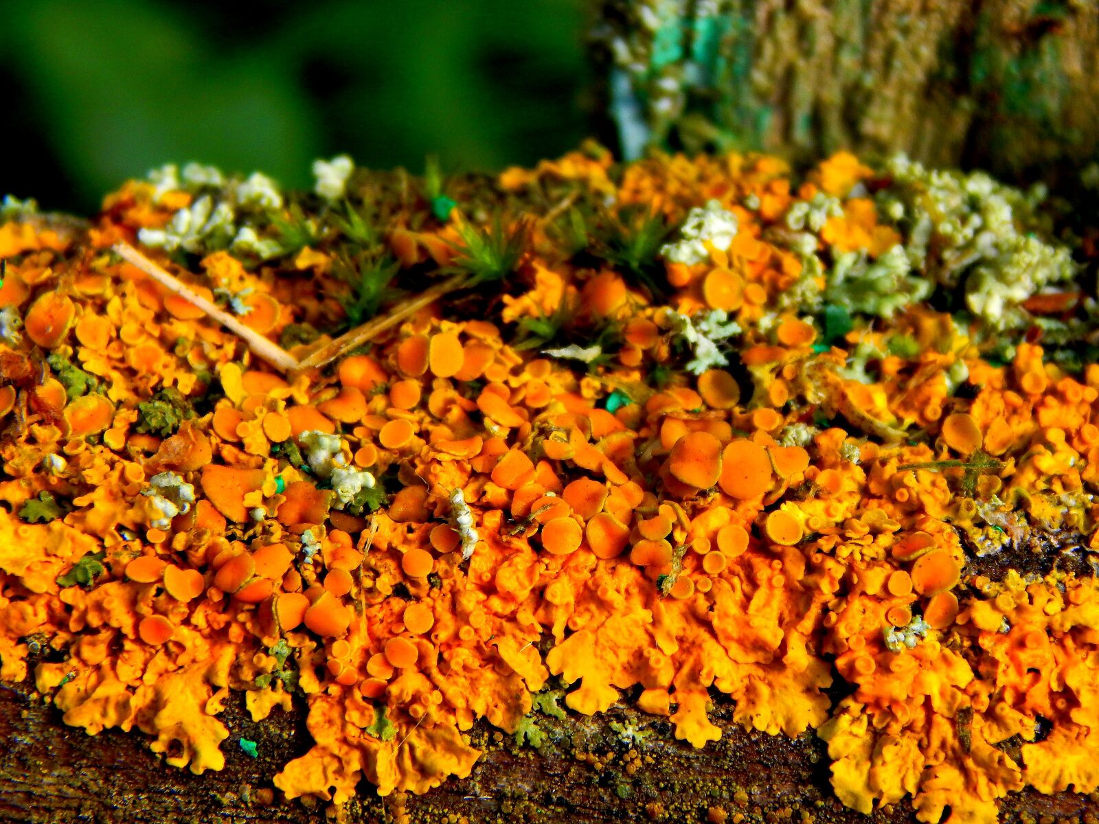 Nikon Coolpix L830 sample photo. Mushrooms, mold, nature photography