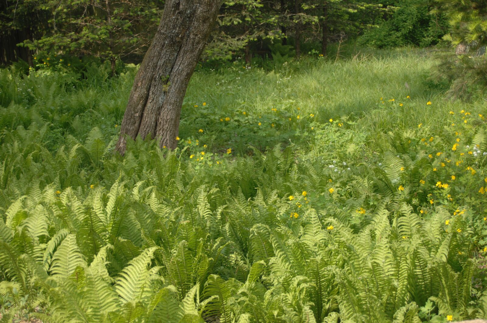 Nikon D2X sample photo. Forrest, bracken, korea national photography