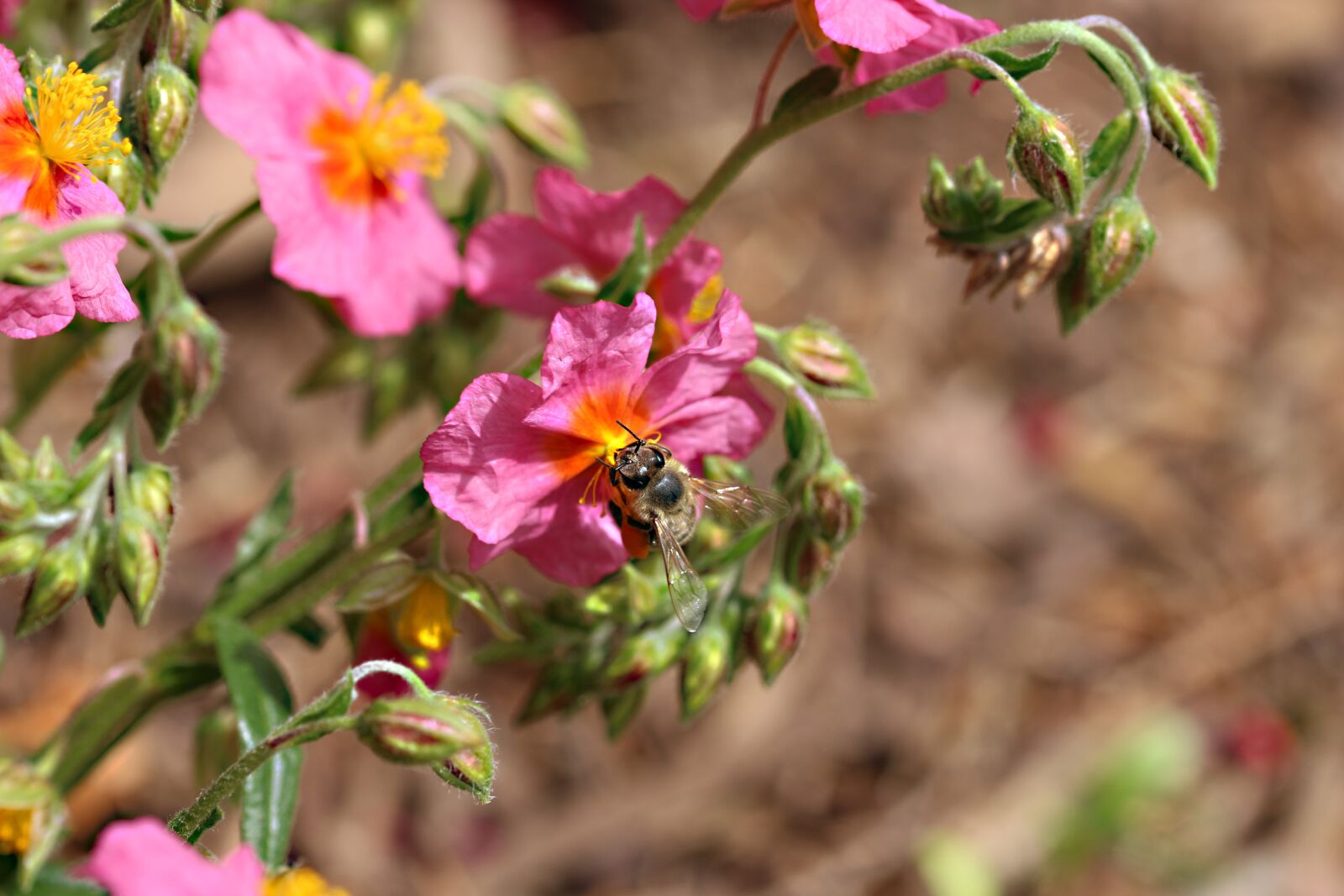 Canon EOS 700D (EOS Rebel T5i / EOS Kiss X7i) sample photo. Bee, nectar, honey bee photography