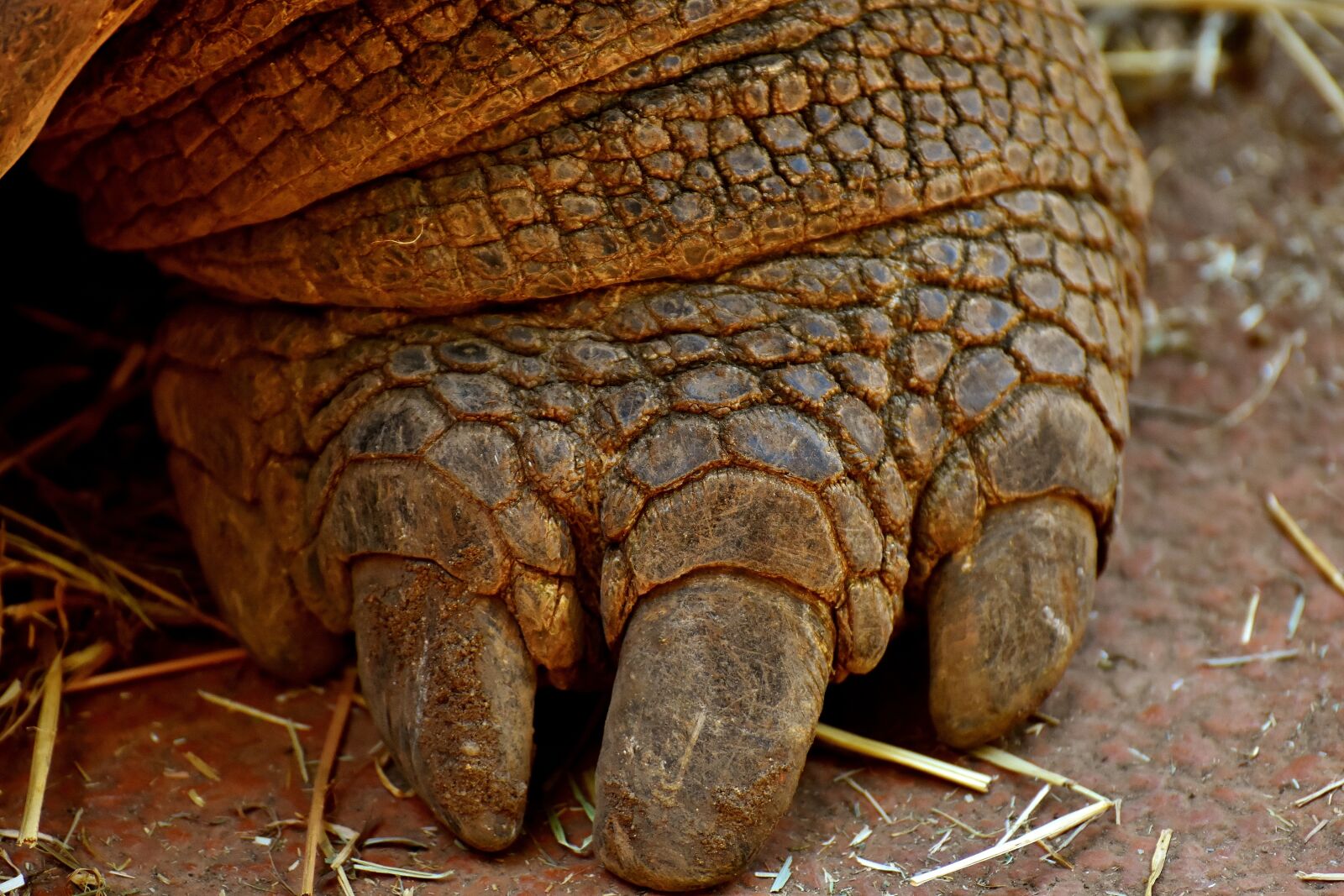 Nikon D7200 sample photo. Giant tortoise, foot, front photography