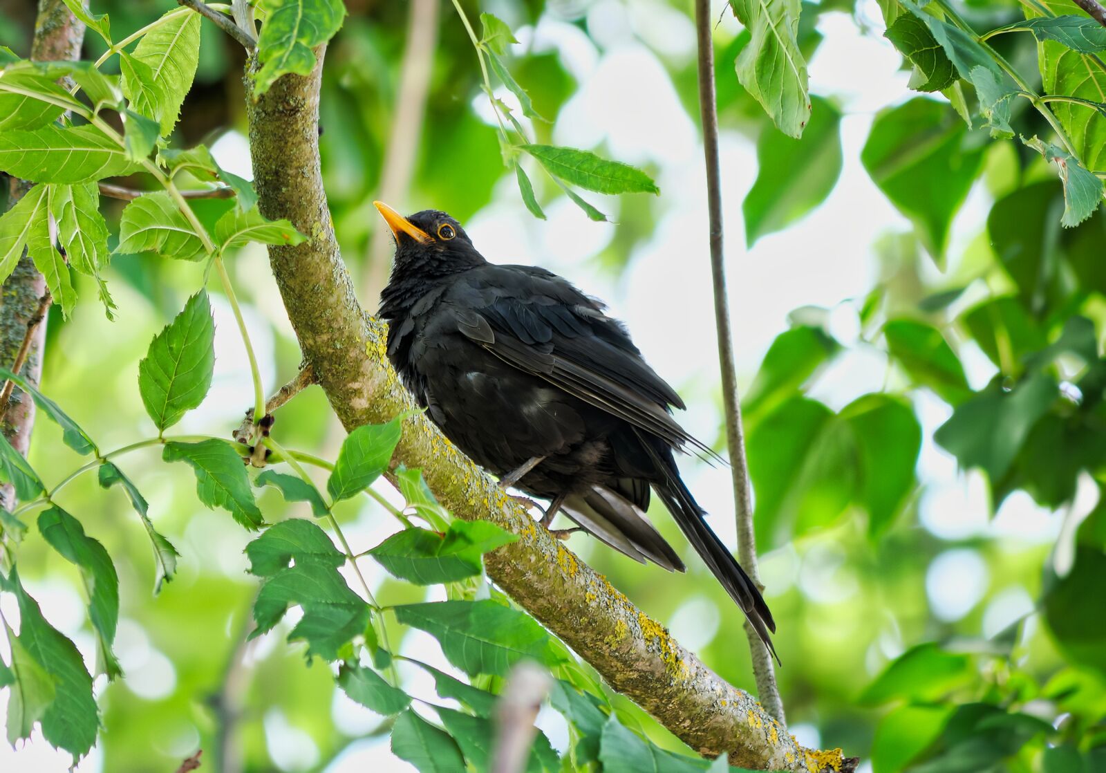 Panasonic Lumix DC-G9 sample photo. Merle, bird, birds photography