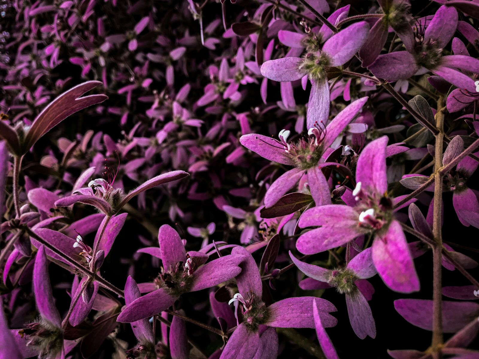 iPhone 7 back camera 3.99mm f/1.8 sample photo. Flower, flora, purple photography