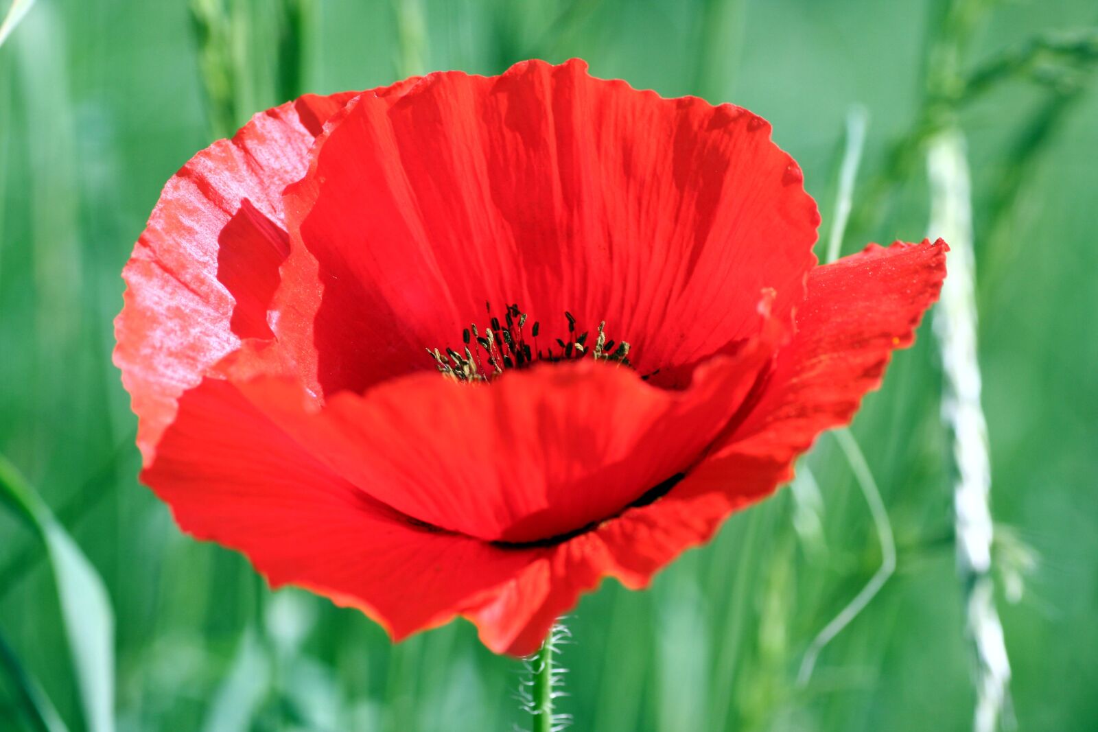Canon EOS 350D (EOS Digital Rebel XT / EOS Kiss Digital N) sample photo. Flower, poppy, red photography
