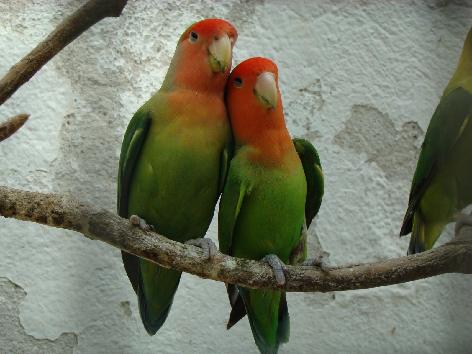 Sony DSC-H9 sample photo. Fauna, inseparable, bird photography