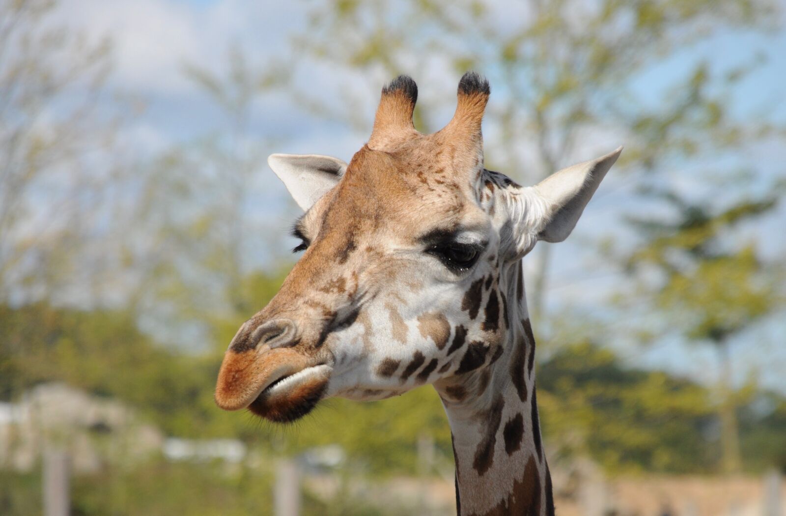 Nikon D5000 sample photo. Giraffe, zoo, head photography