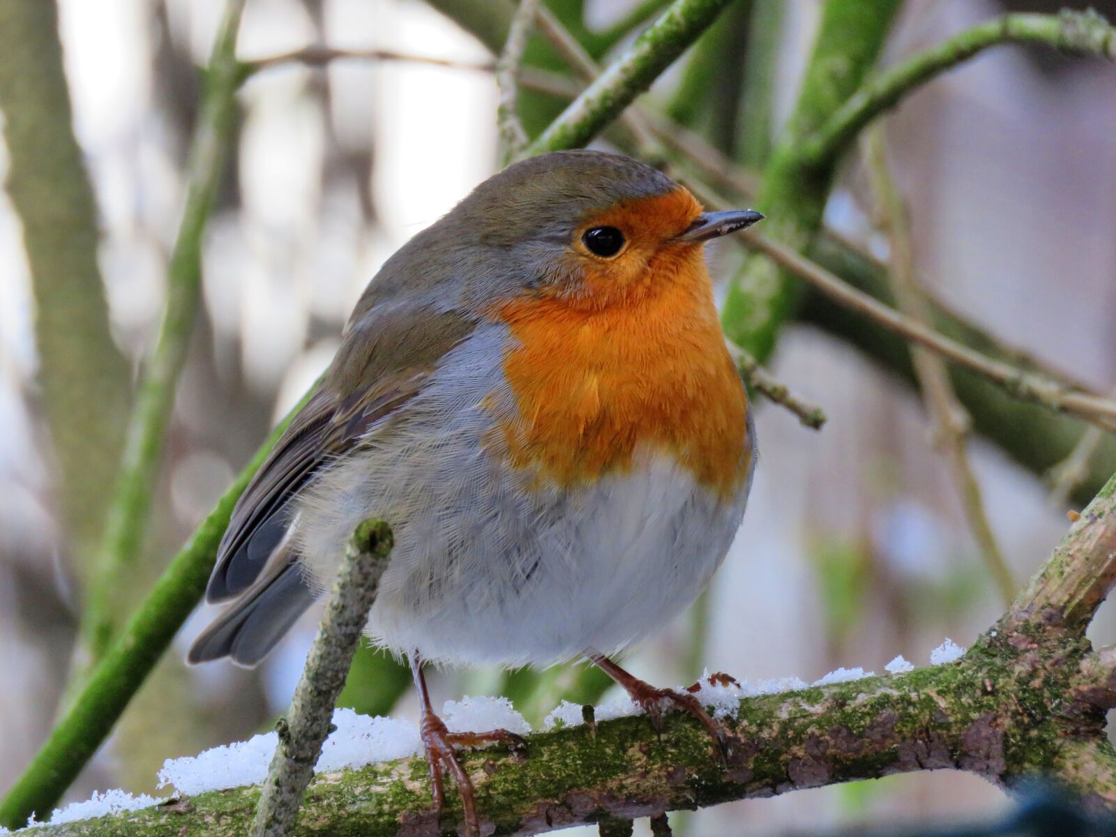 Canon PowerShot SX60 HS sample photo. Robin, bird, animal world photography