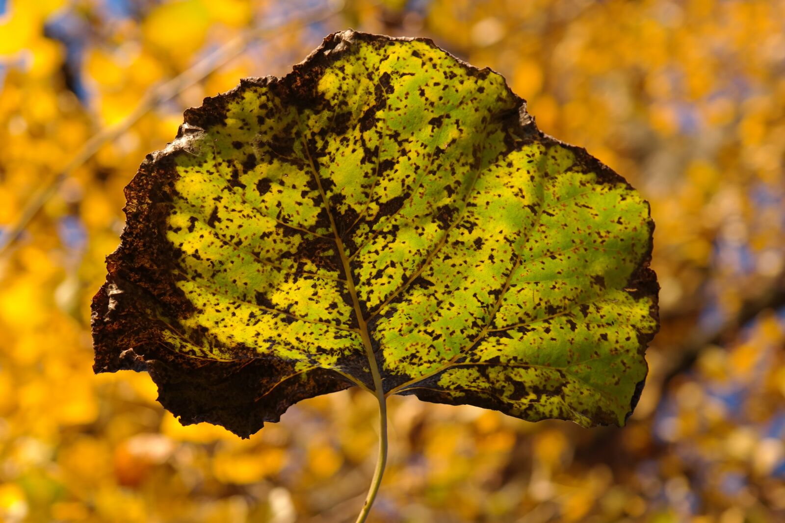 Samsung NX300 sample photo. Leaf, light, shine through photography
