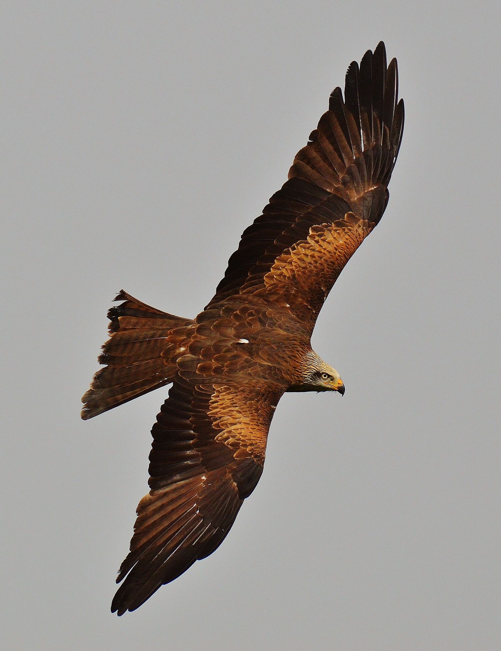 Nikon D3200 sample photo. Red kite, milvus milvus photography
