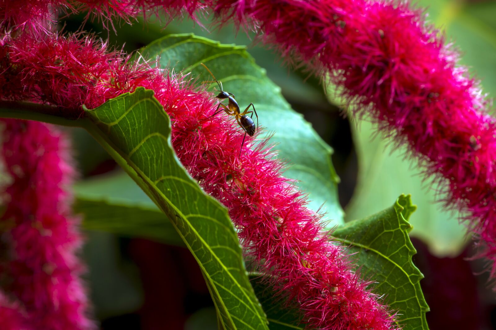 Nikon D4S sample photo. Sugar ant, red flower photography