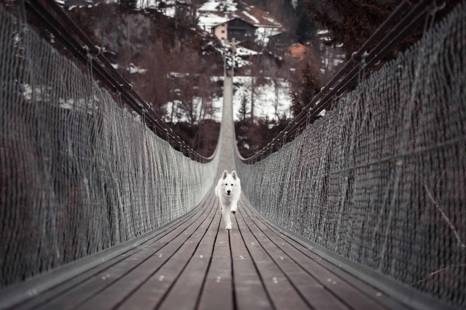 Nikon D4 sample photo. Dog, animal, pet photography
