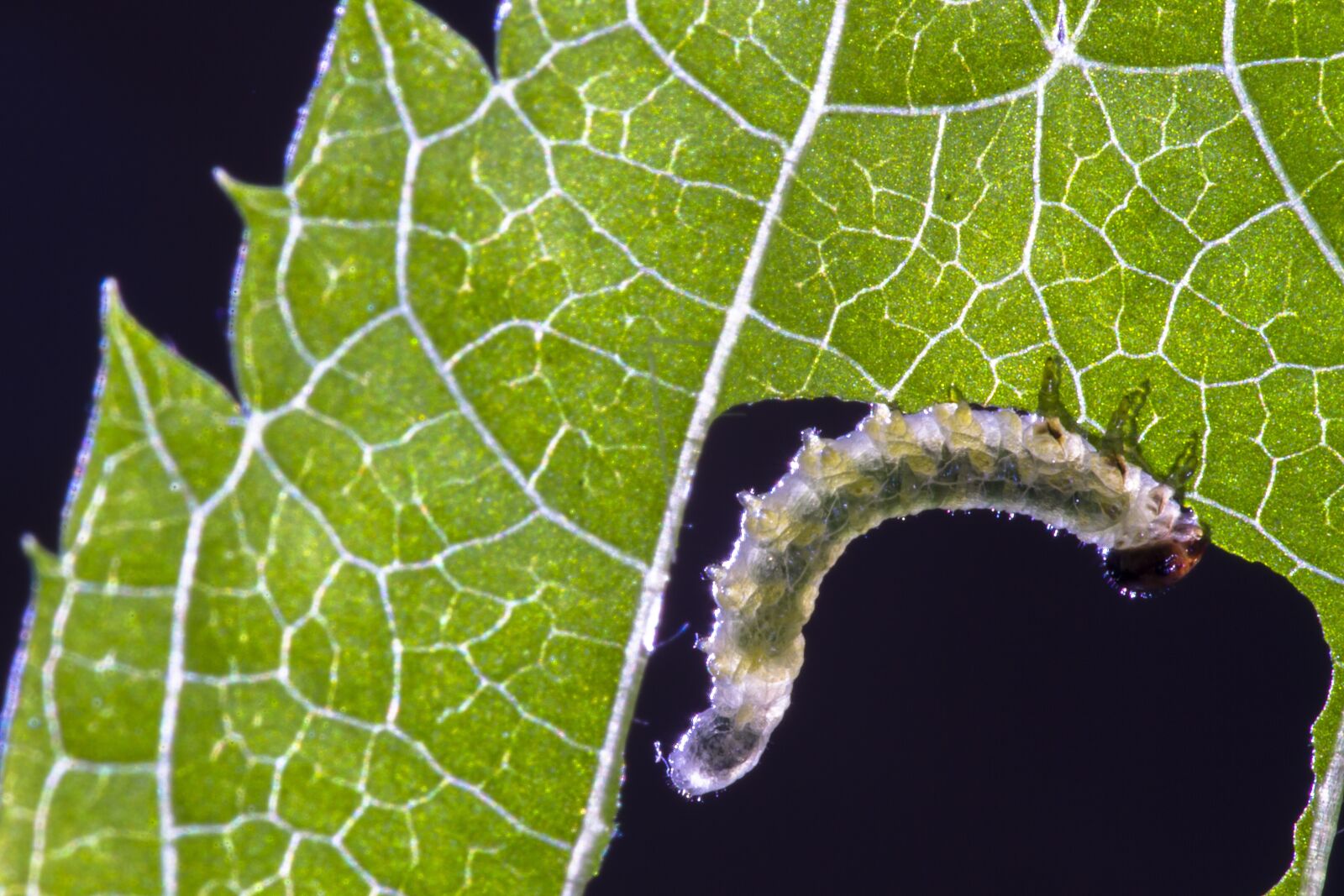 Canon EOS 7D sample photo. Sawflies larvae, caterpillar, leaf photography