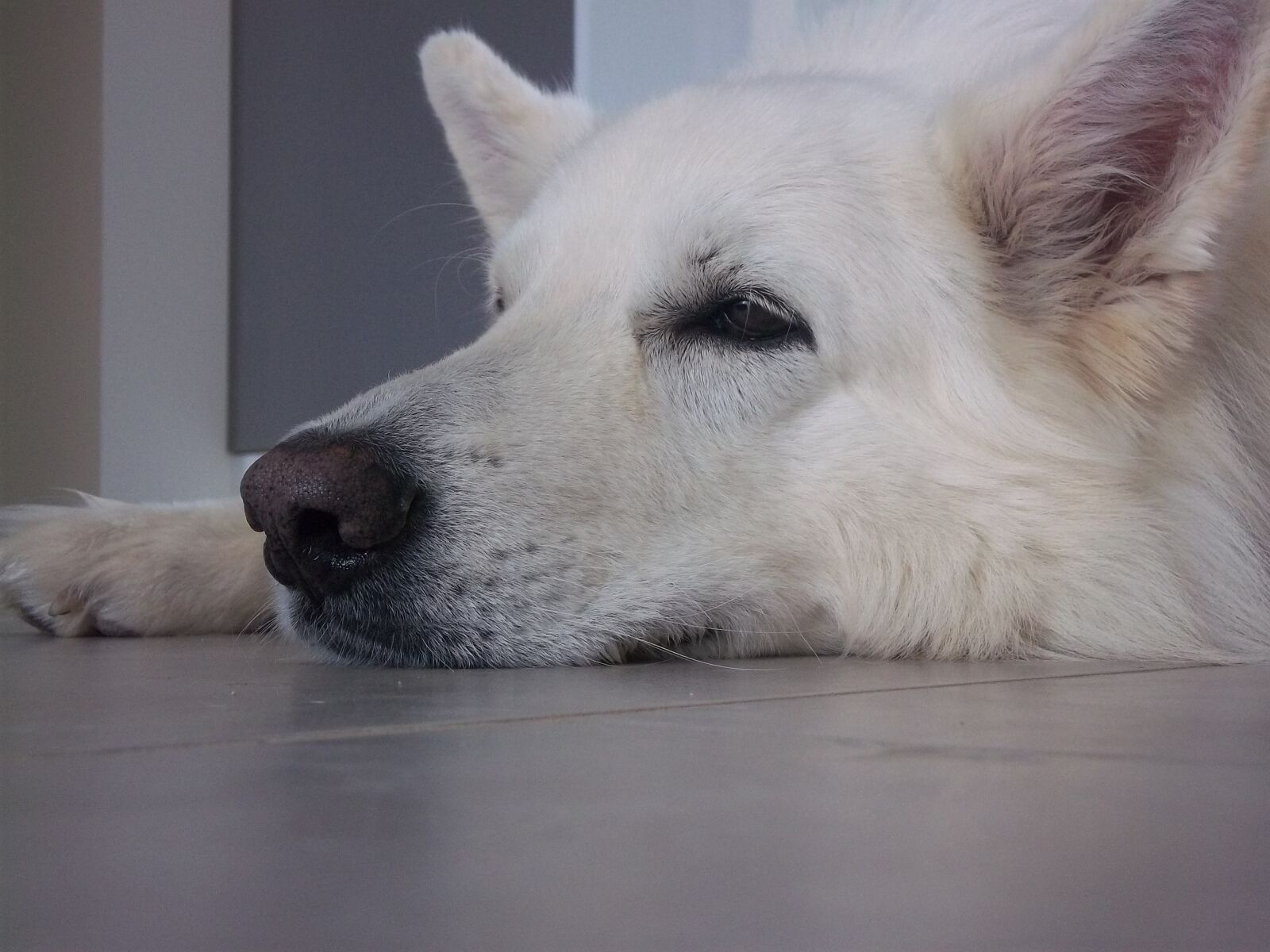 Kodak EASYSHARE C143 DIGITAL CAMERA sample photo. Swiss white shepherd, dog photography