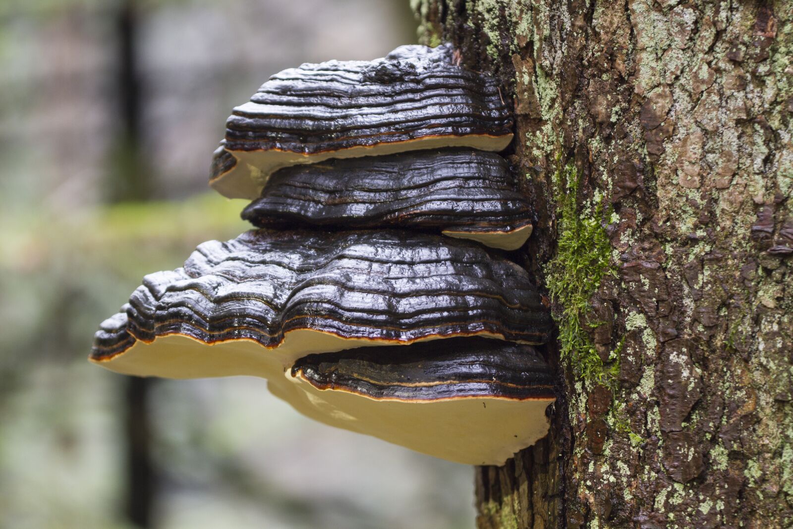 Canon EOS 7D sample photo. Tree fungi, mushroom, moss photography