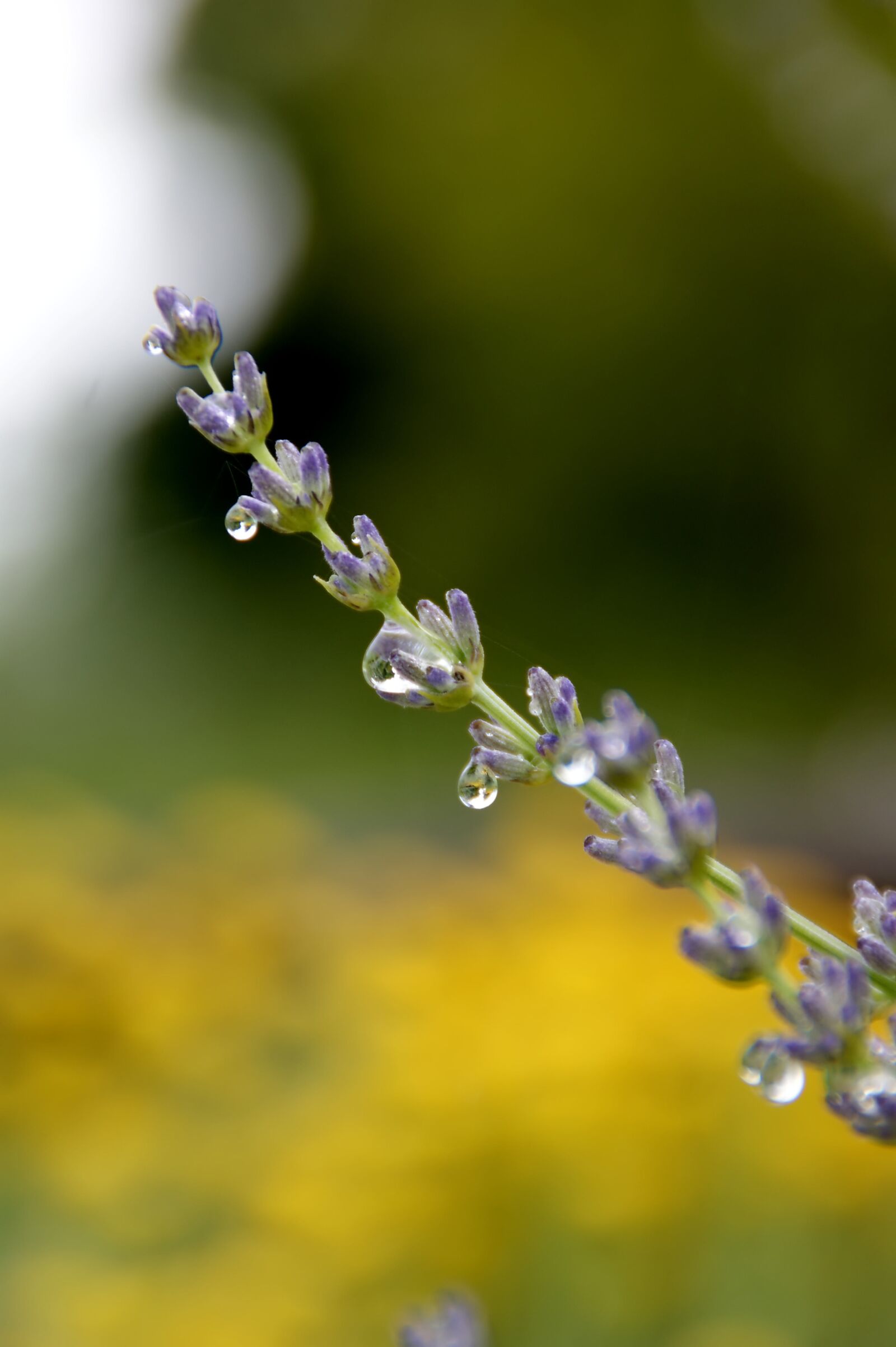 Sony Alpha DSLR-A350 sample photo. Flower, drop of water photography