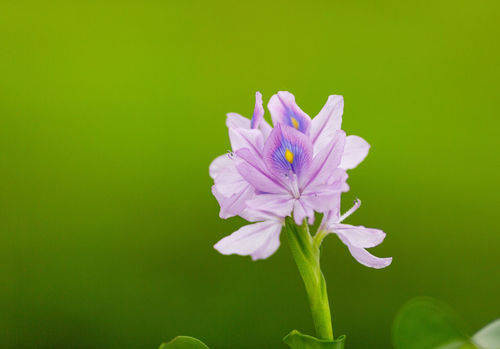 Canon EOS 5D Mark III + Canon EF 135mm F2L USM sample photo. Eichhornia crassipes, flower, ruffles photography