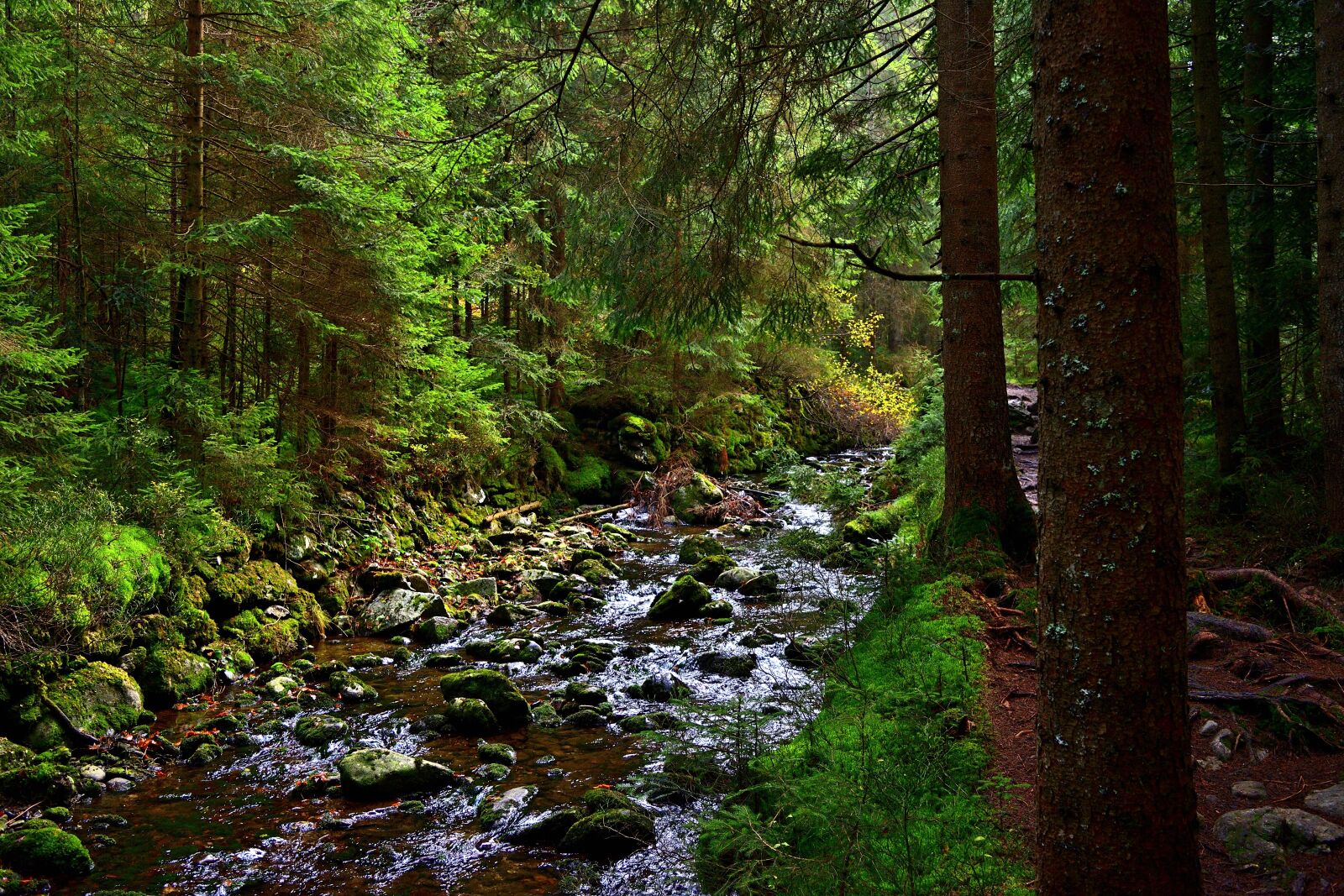 Nikon D5200 sample photo. Nature, forest, river photography