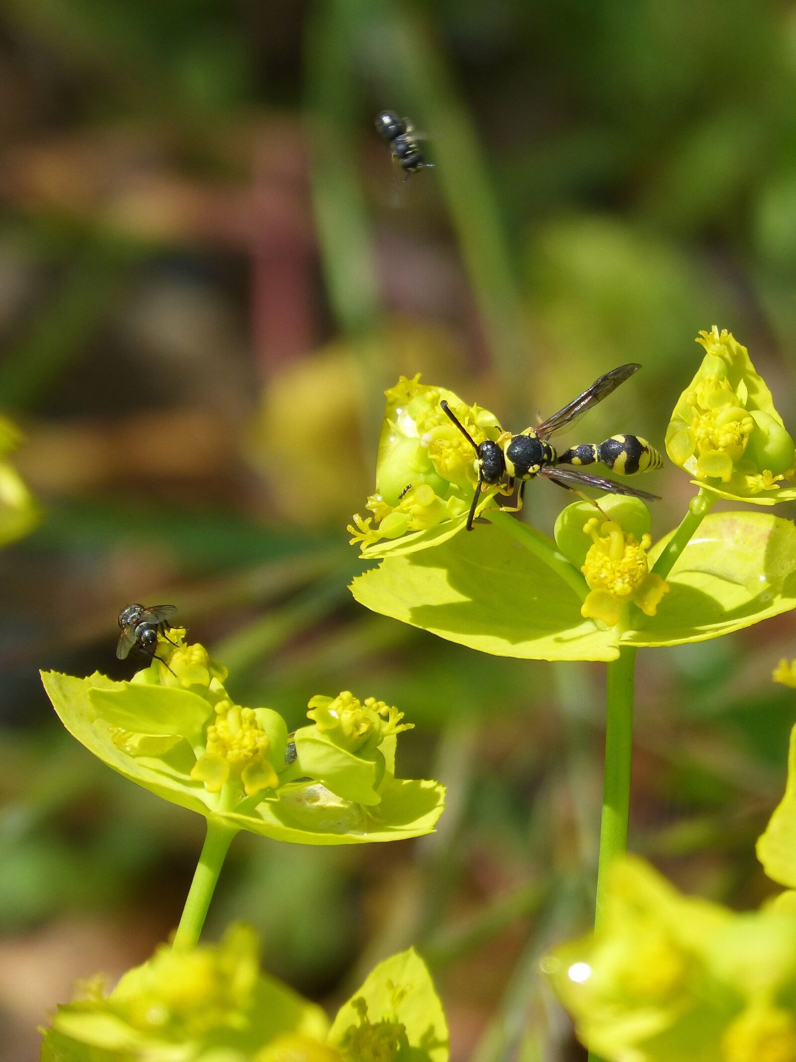 Panasonic DMC-FZ62 sample photo. Insects, spring, wasp photography