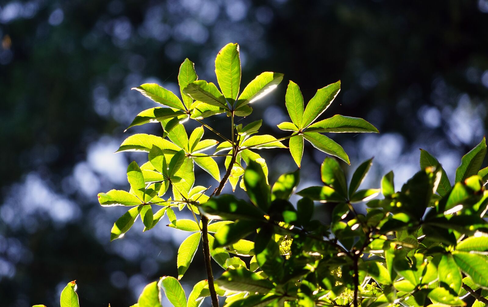 Sony a7 + Sony FE 24-240mm F3.5-6.3 OSS sample photo. Leaves, sun, green photography