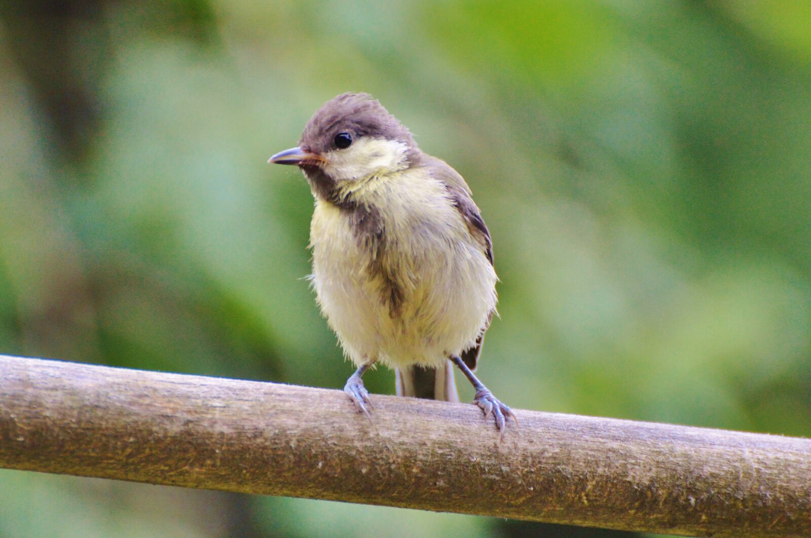 Nikon D3200 sample photo. Tit, bird, foraging photography