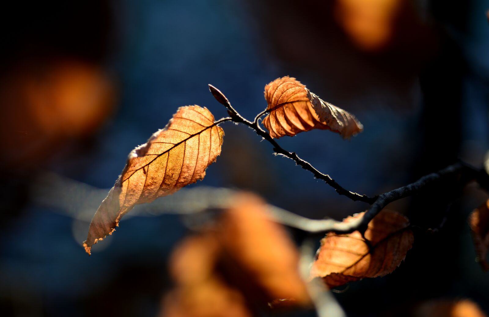 Nikon D610 sample photo. Autumn, leaves, branch photography