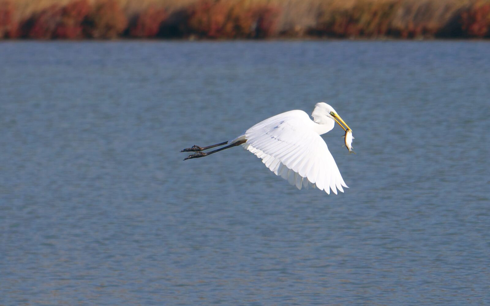 Panasonic Lumix DMC-GX7 sample photo. Animals, fauna, birds photography