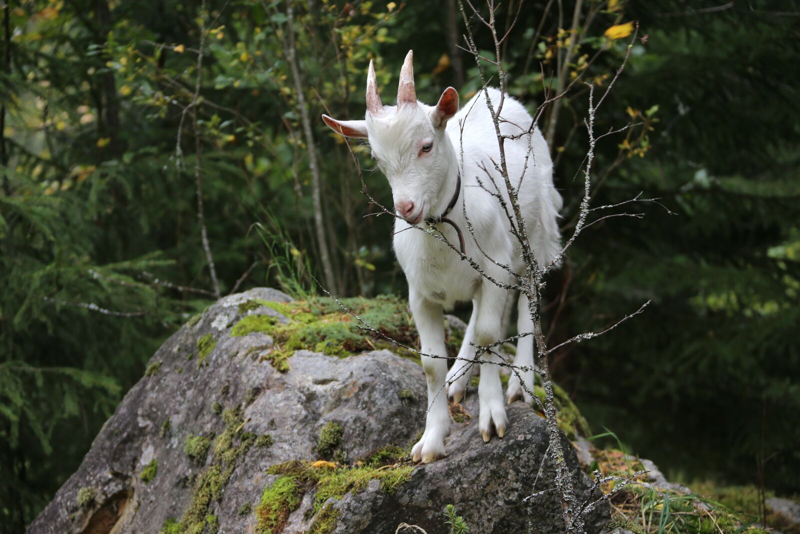 Canon EF 28-300mm F3.5-5.6L IS USM sample photo. Goat, kid, white goat photography
