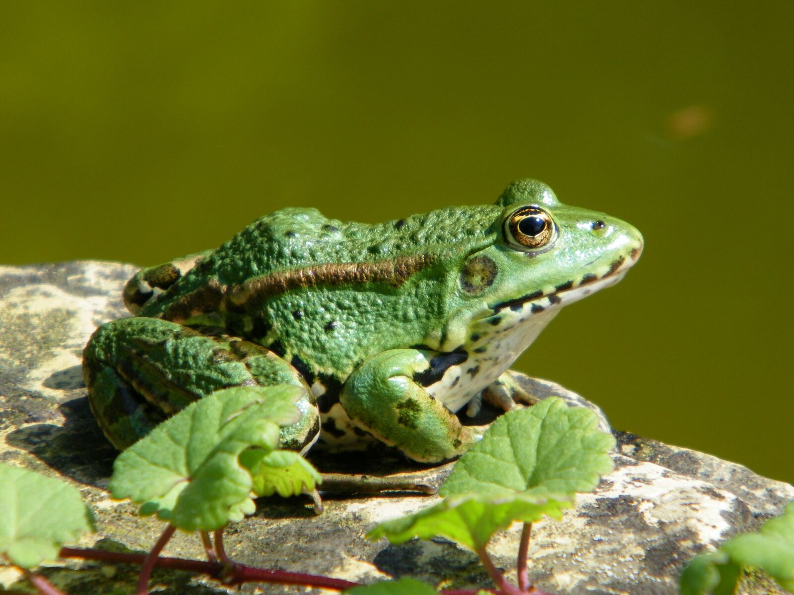 Kodak EASYSHARE Z1015 IS DIGITAL CAMERA sample photo. Frog, toad, green photography