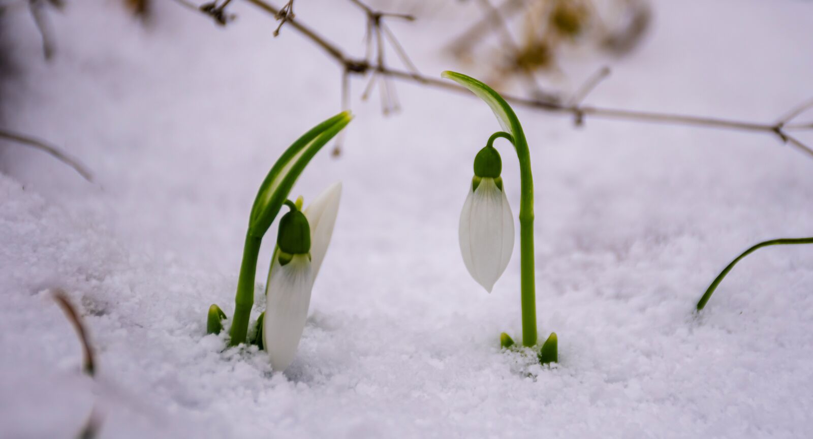 Nikon D3500 sample photo. Snowdrops, winter, plant photography