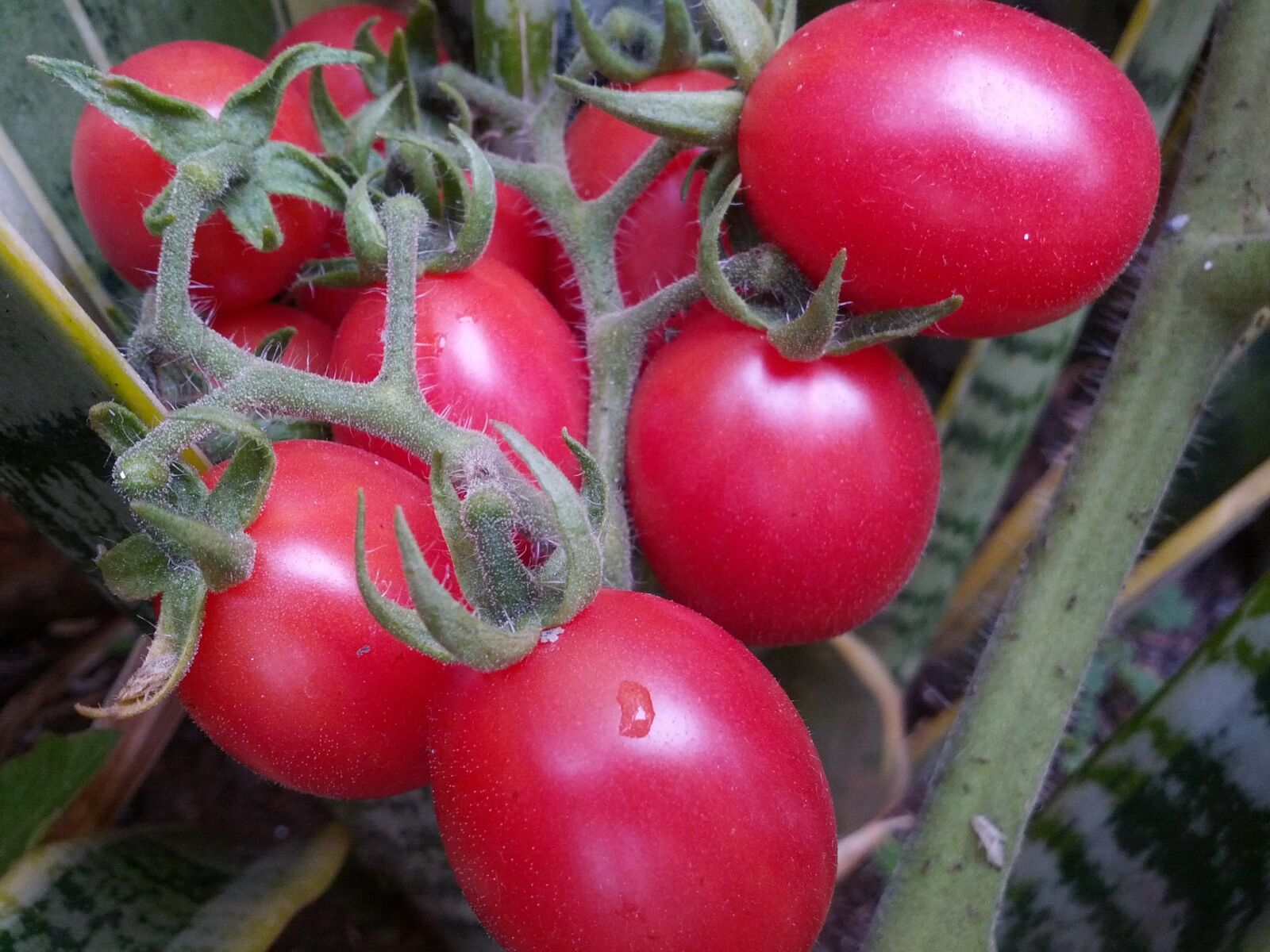 Samsung Galaxy Nexus sample photo. Tomatoes, organic tomatoes photography