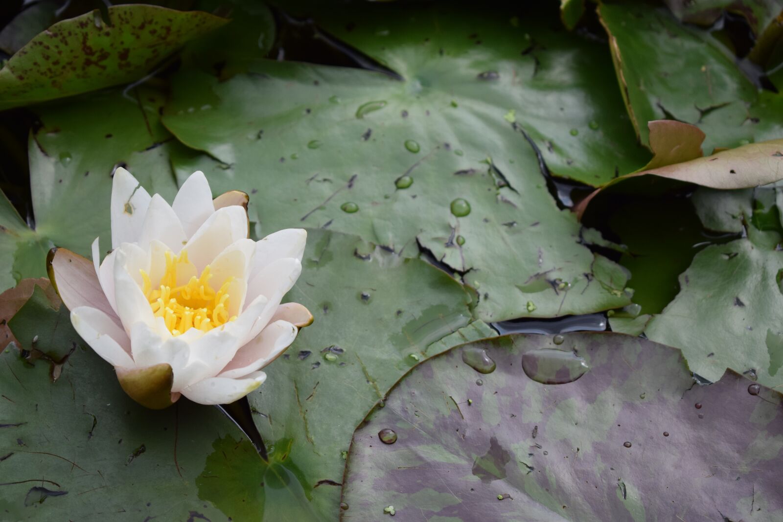 Nikon D3300 sample photo. Water, waterlily, flower photography