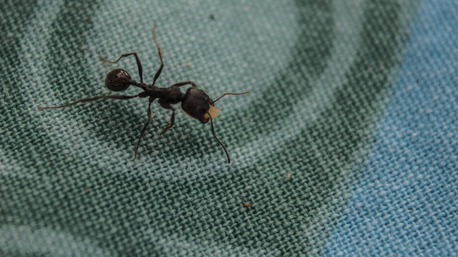Canon EOS 700D (EOS Rebel T5i / EOS Kiss X7i) + Canon EF-S 18-55mm F3.5-5.6 III sample photo. Animal, ant, black, ant photography