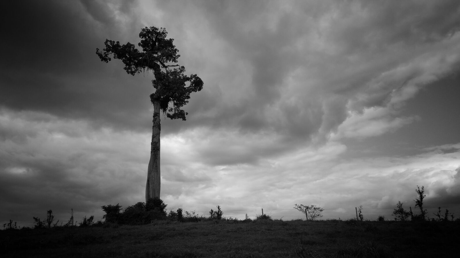 Samsung Galaxy Note4 sample photo. Tree, tall, biggest photography