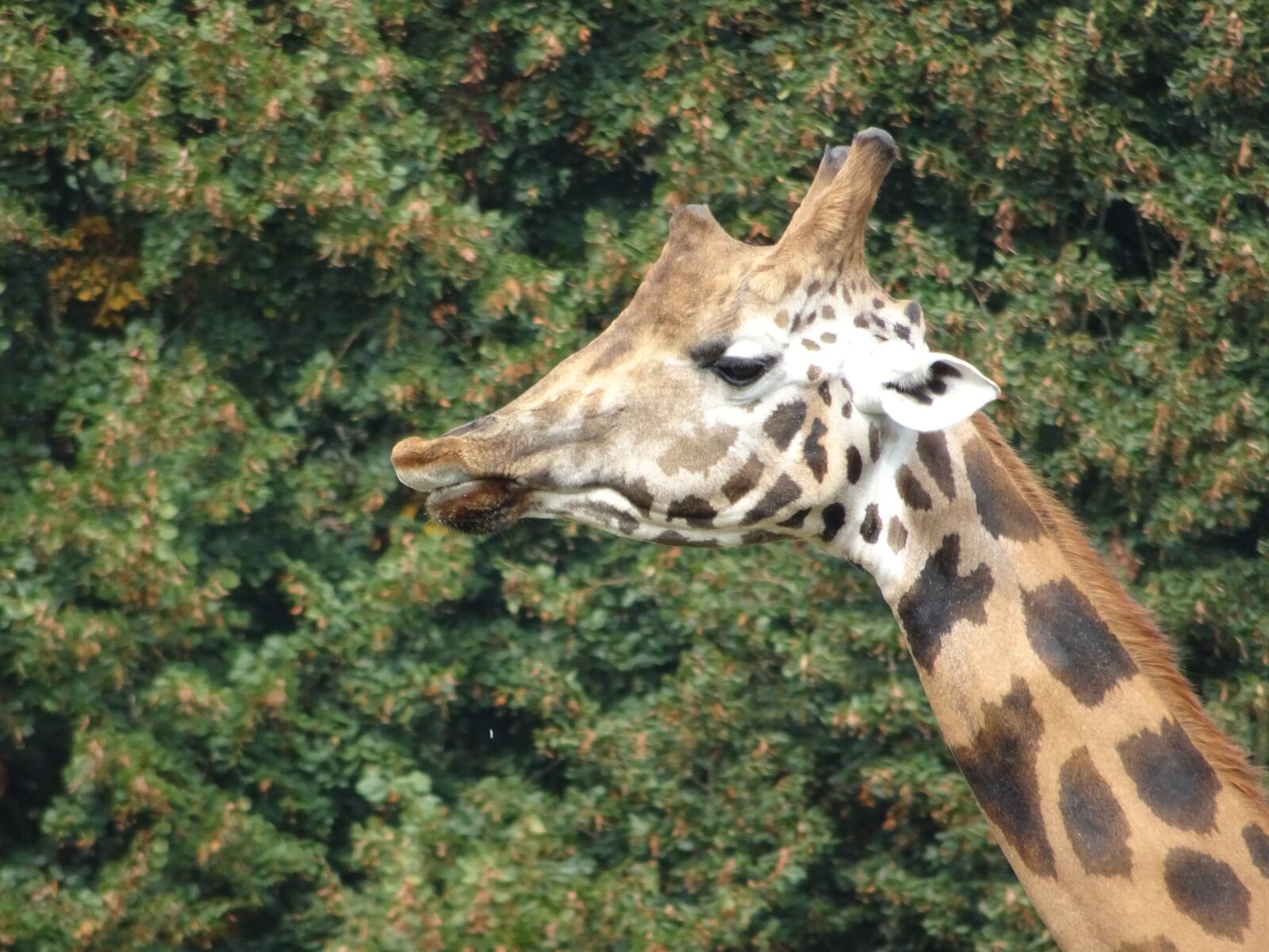 Sony DSC-HX90 sample photo. Giraffe, mammal, nature photography