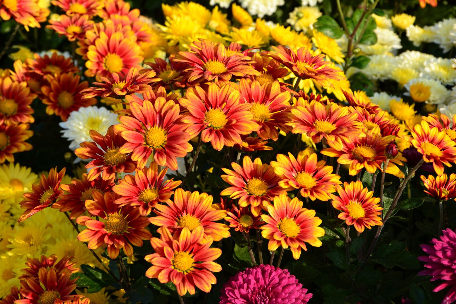 Nikon D7100 sample photo. Flower, chichewa live, vivid photography