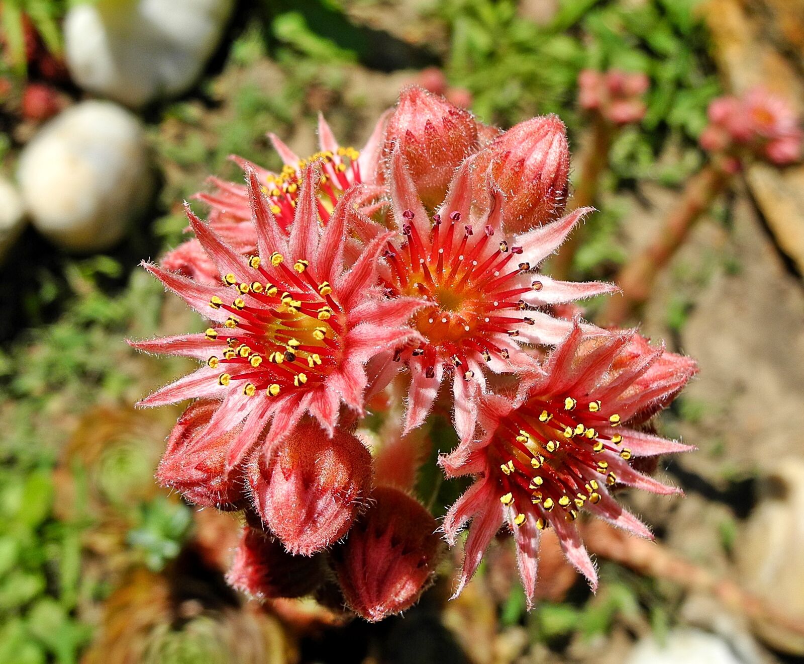 Nikon Coolpix P7000 sample photo. Stonecrop, flower, sempervivum photography