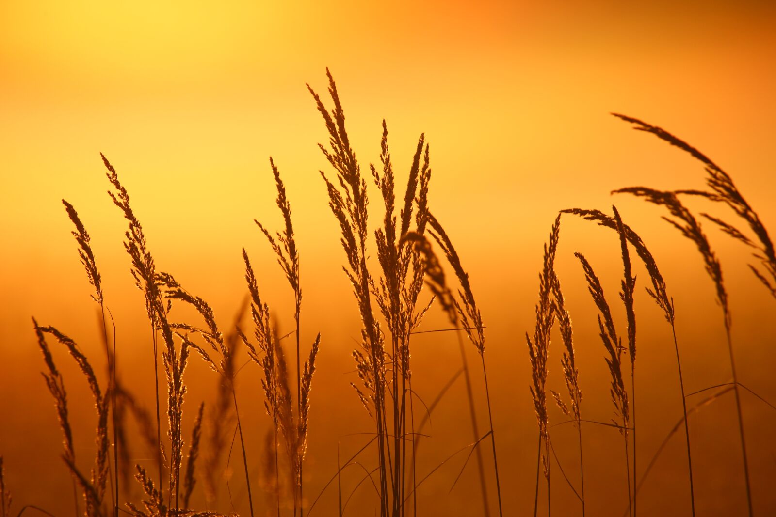 Canon EOS 100D (EOS Rebel SL1 / EOS Kiss X7) sample photo. Reed, plant, sunrise photography
