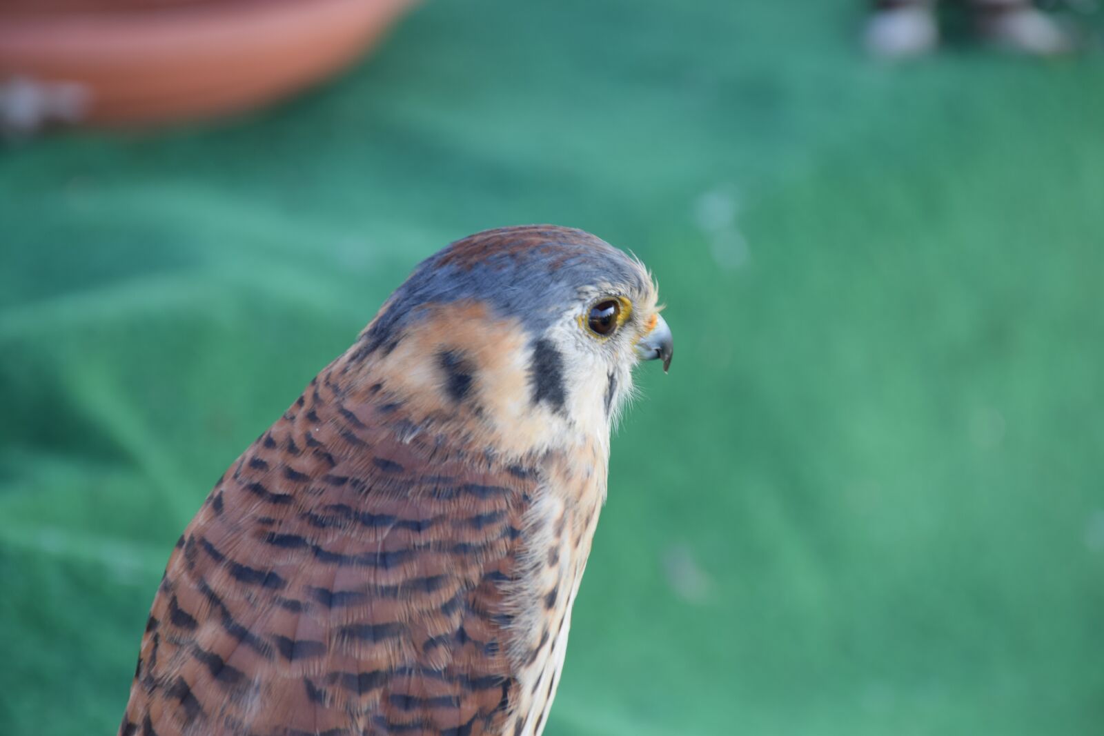 Nikon D5300 sample photo. Bird, feather, animals photography