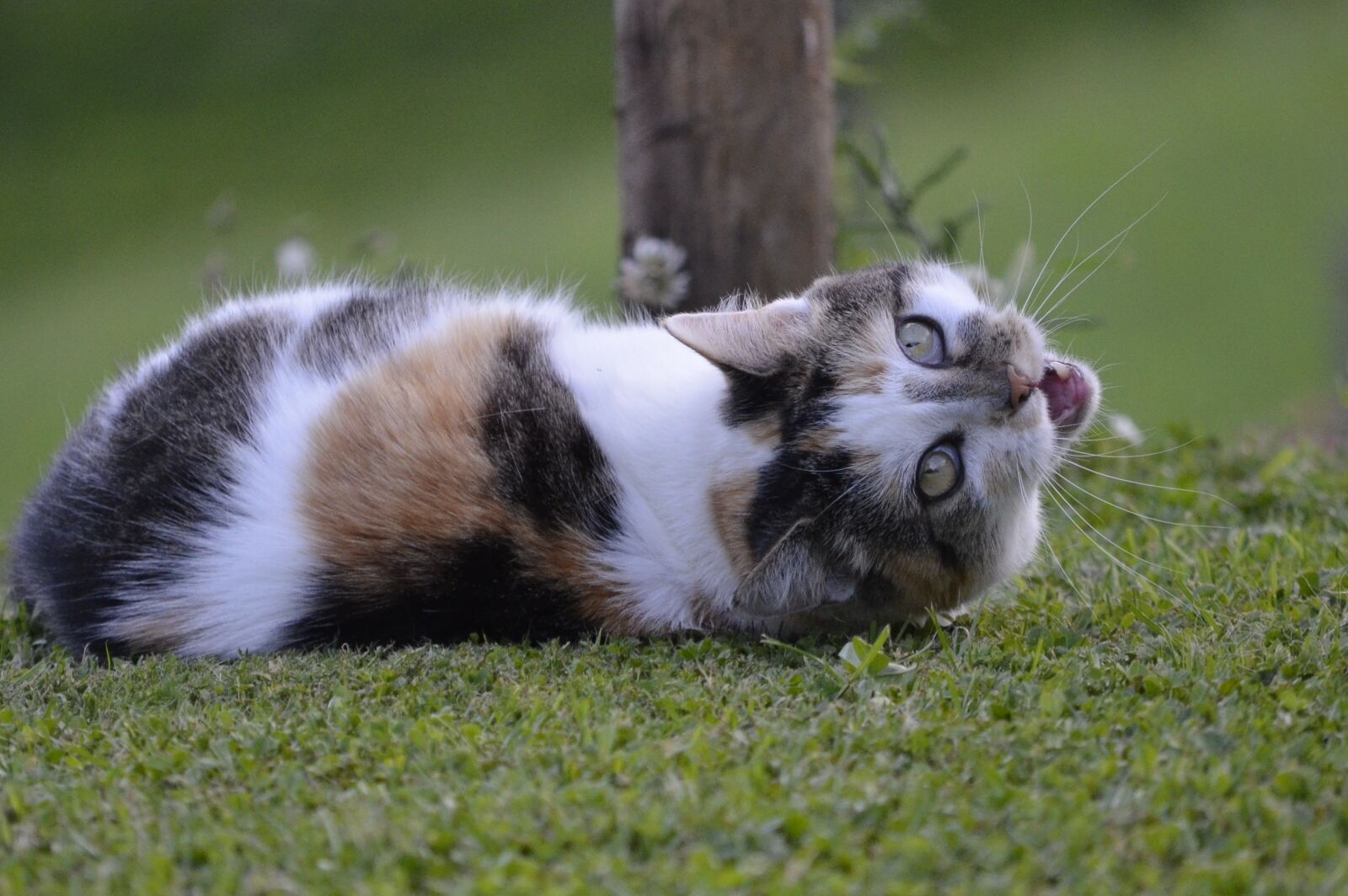 Nikon D5100 sample photo. Cat, hildegard, domestic cat photography