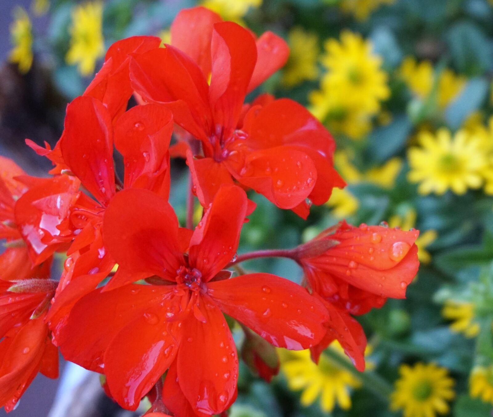 Sony a6000 sample photo. Blossom, bloom, red photography
