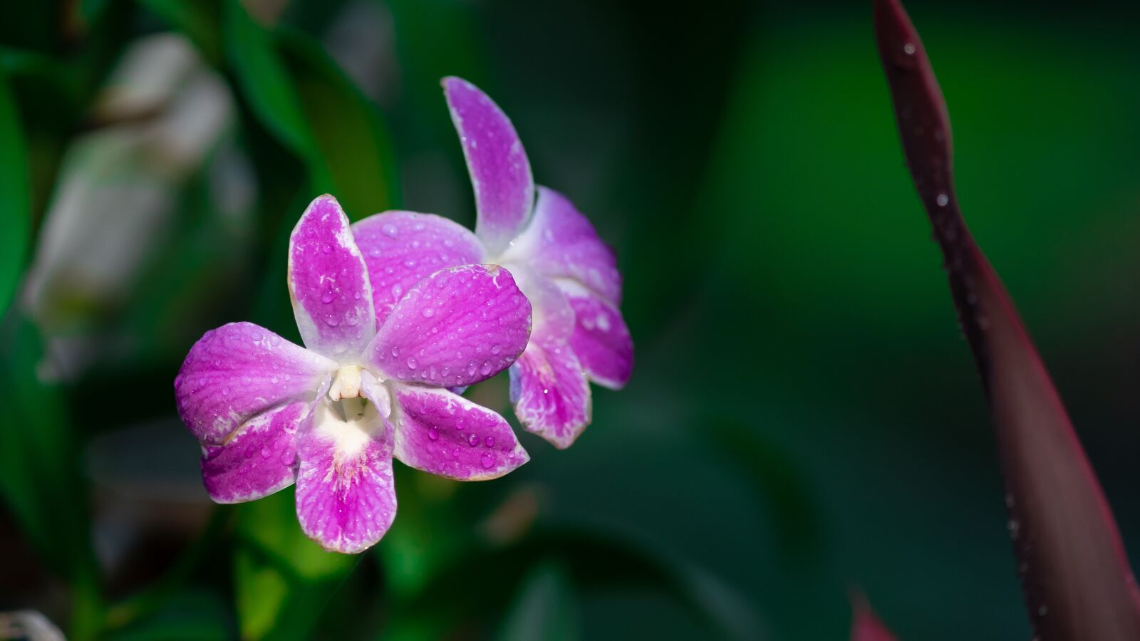 Sony a7 III sample photo. Flowers, orchid photography